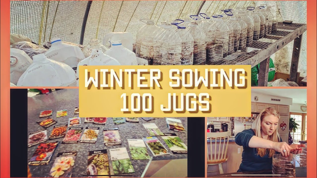 WINTER SOWING/EASY WAY to start SEEDLINGS in winter/ HOW and WHY you should be doing this