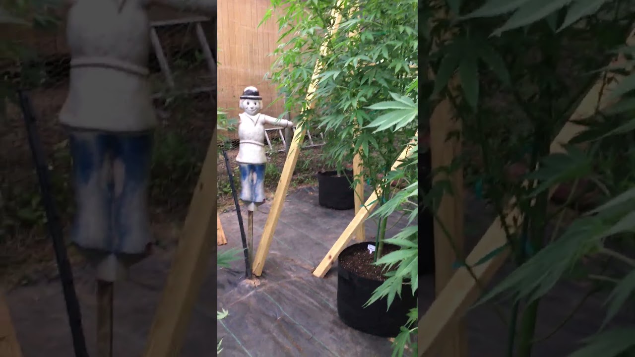 Ethos Outdoor Grow 2025 Lollipopping and Defoliation as Flower Starts! The BUDS Begin!