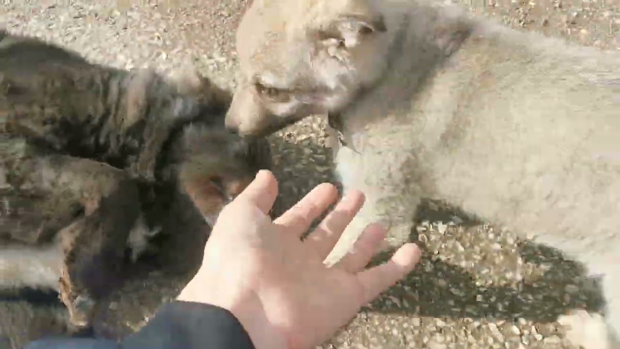 🥰 Upoznavanje vučice Vere sa novim drugarima 🥰 