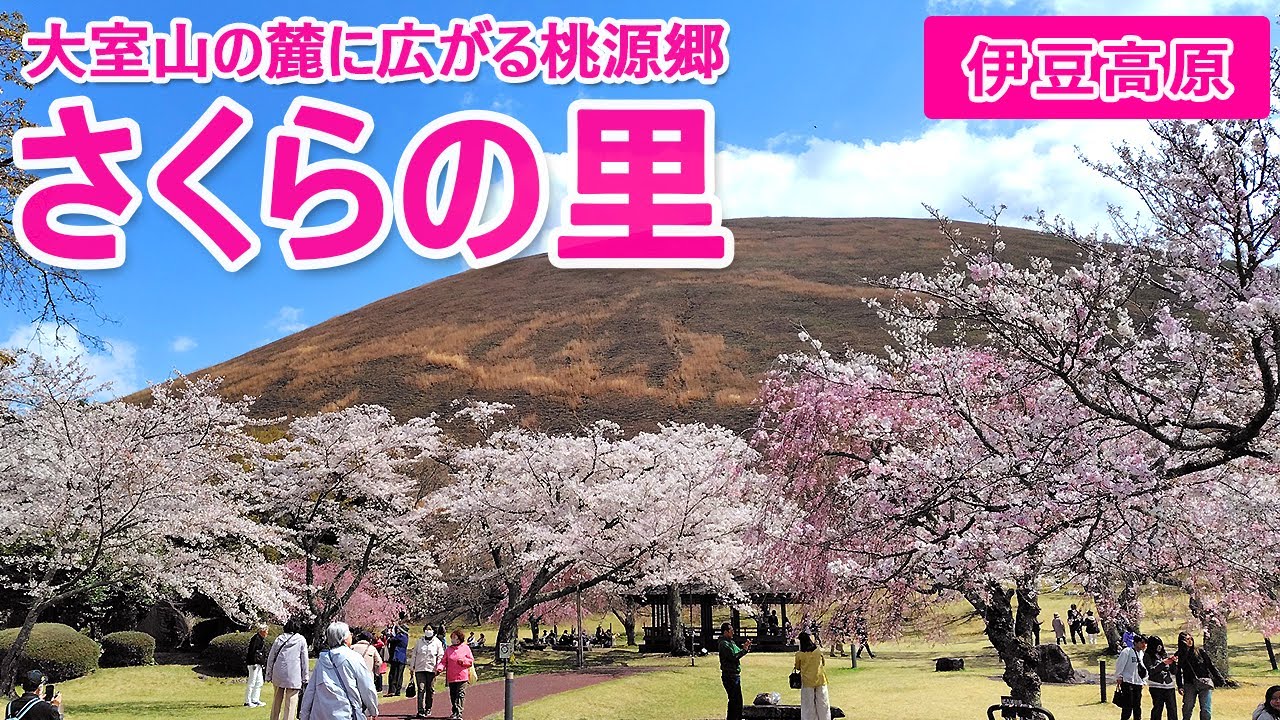 桜が咲き誇る伊豆高原の大室山の麓に広がる「さくらの里」