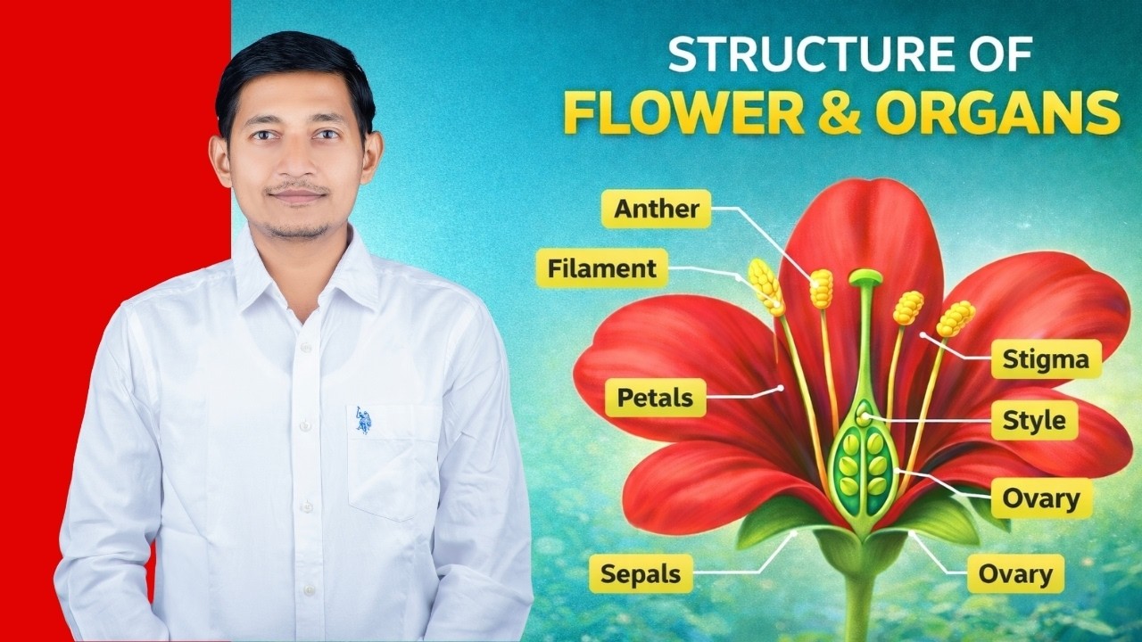 Flower Structure and Organs