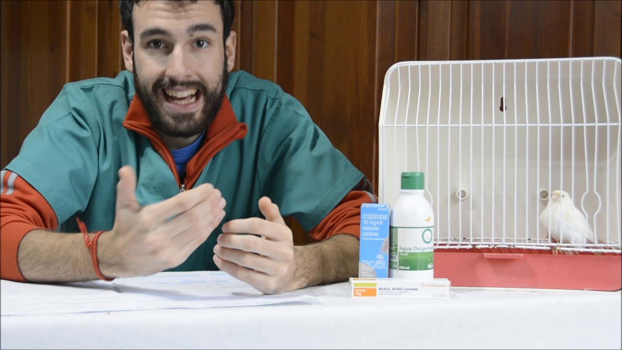 ¿COMO PREVENIR Y CURAR LOS QUISTES DE PLUMA? Consejos veterinarios