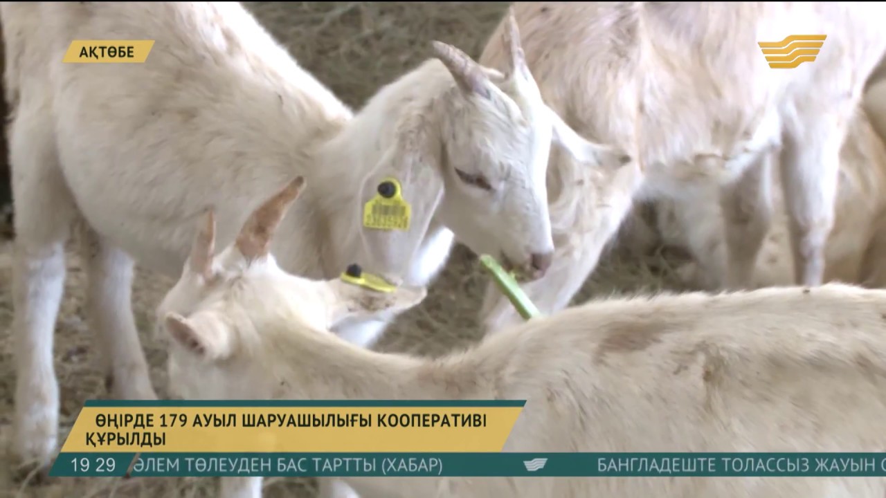 Ақтөбе облысында 179 ауыл шаруашылығы кооперативі құрылды