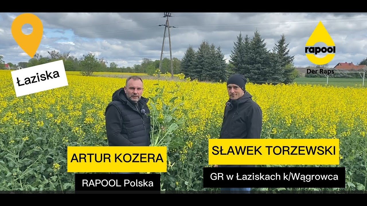 Lustracja rzepaku, 17 kwietnia 2024, GR Sławka Torzewskiego