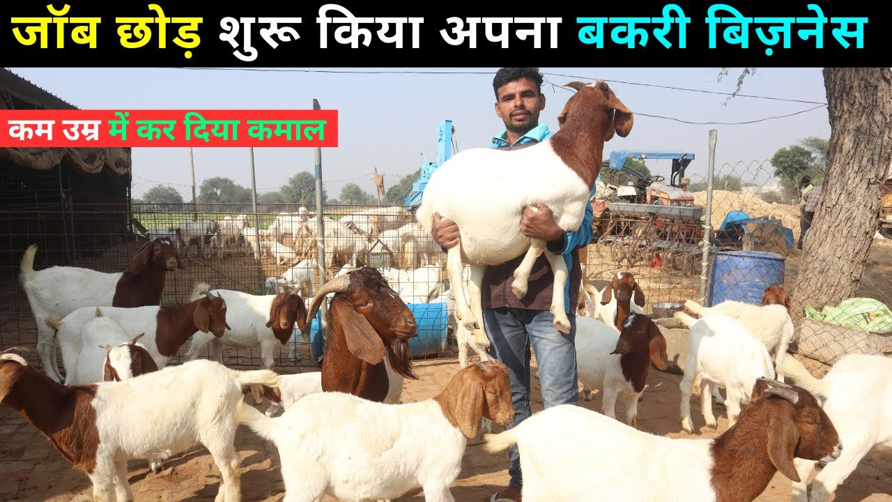 10  बकरियों से कैसे शुरू करे Goat Business I Bakri Palan I Goat farming