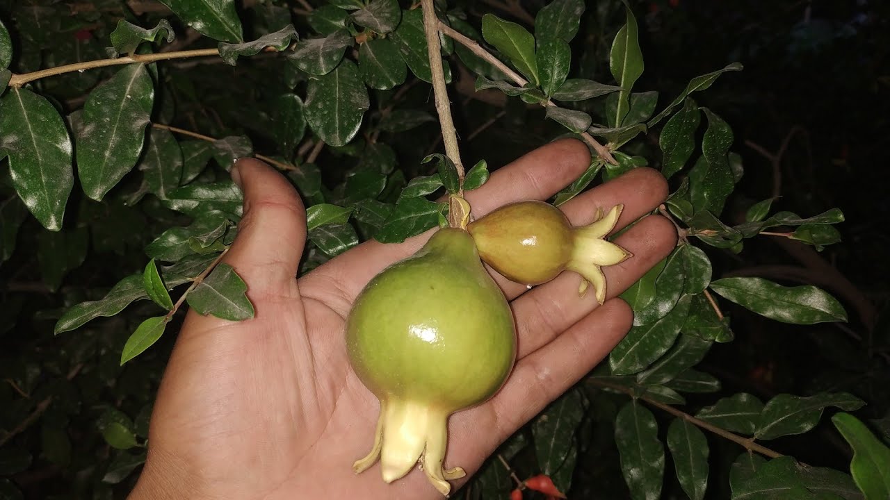 Анор етиштириш сирлари