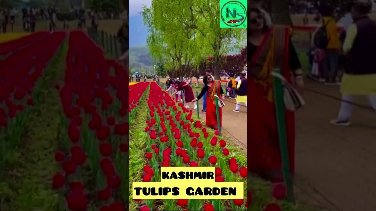 KASHMIR/TULIP GARDEN,WORTH TO SEE