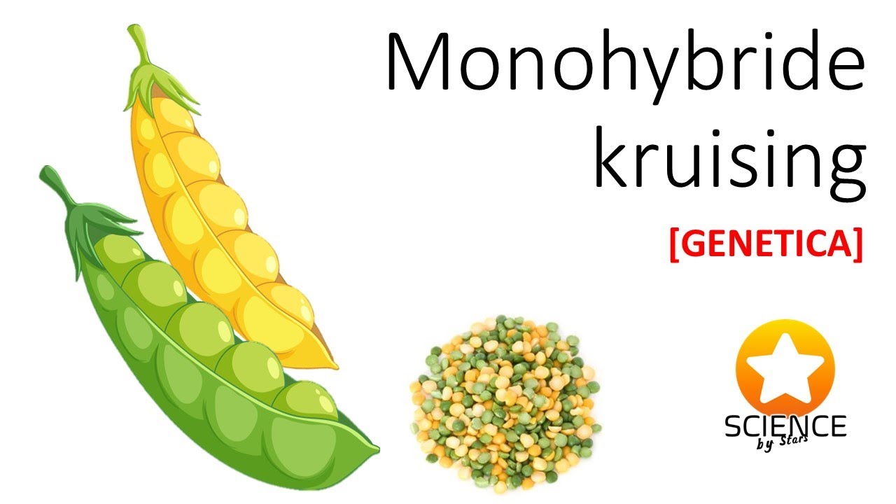 Monohybride kruising [ GENETICA ]