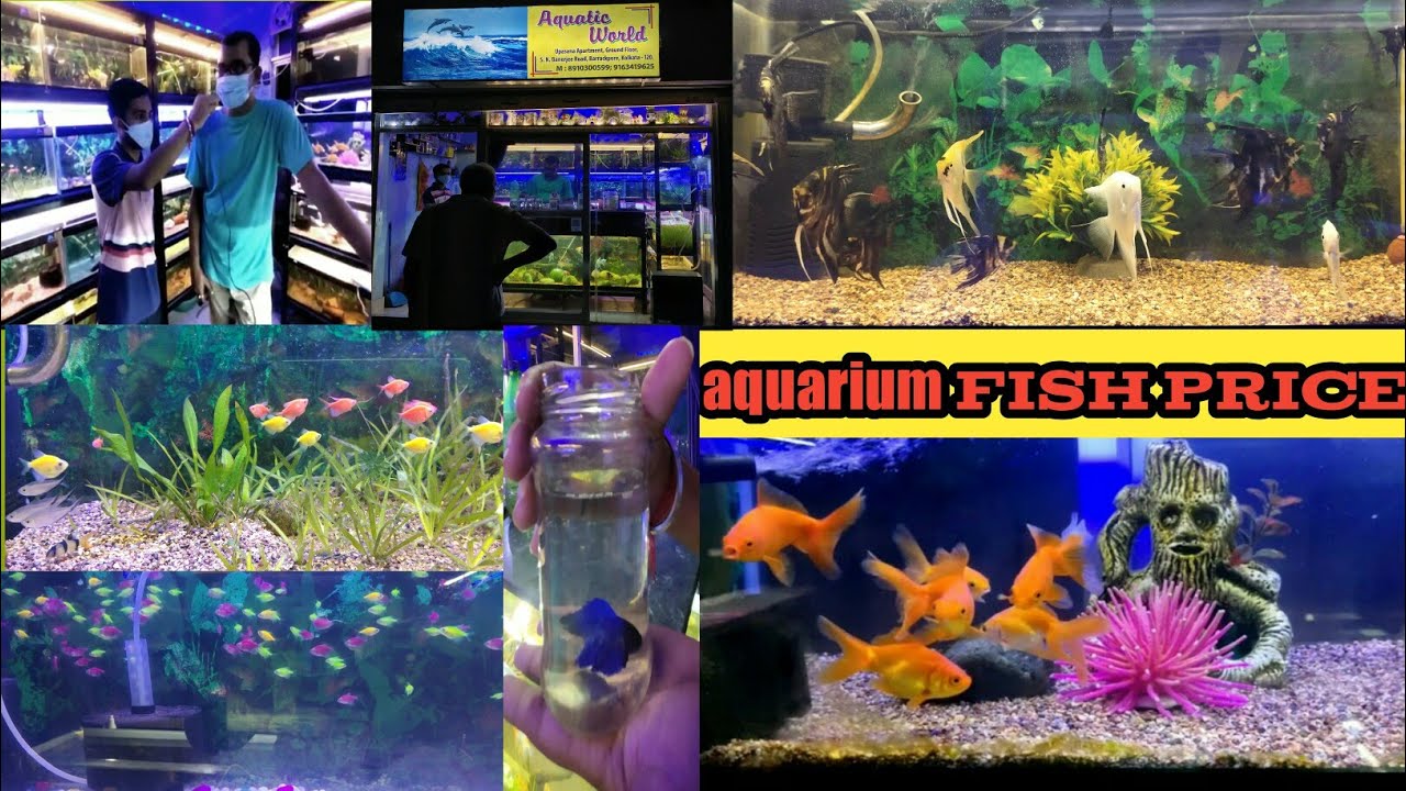 aquatic world | fish seller's video | all kinds of aquarium accessories available| color fish price