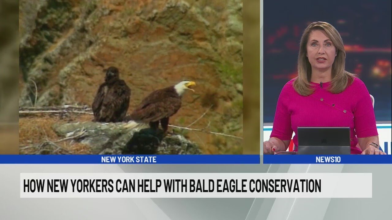 Bald eagle conservation