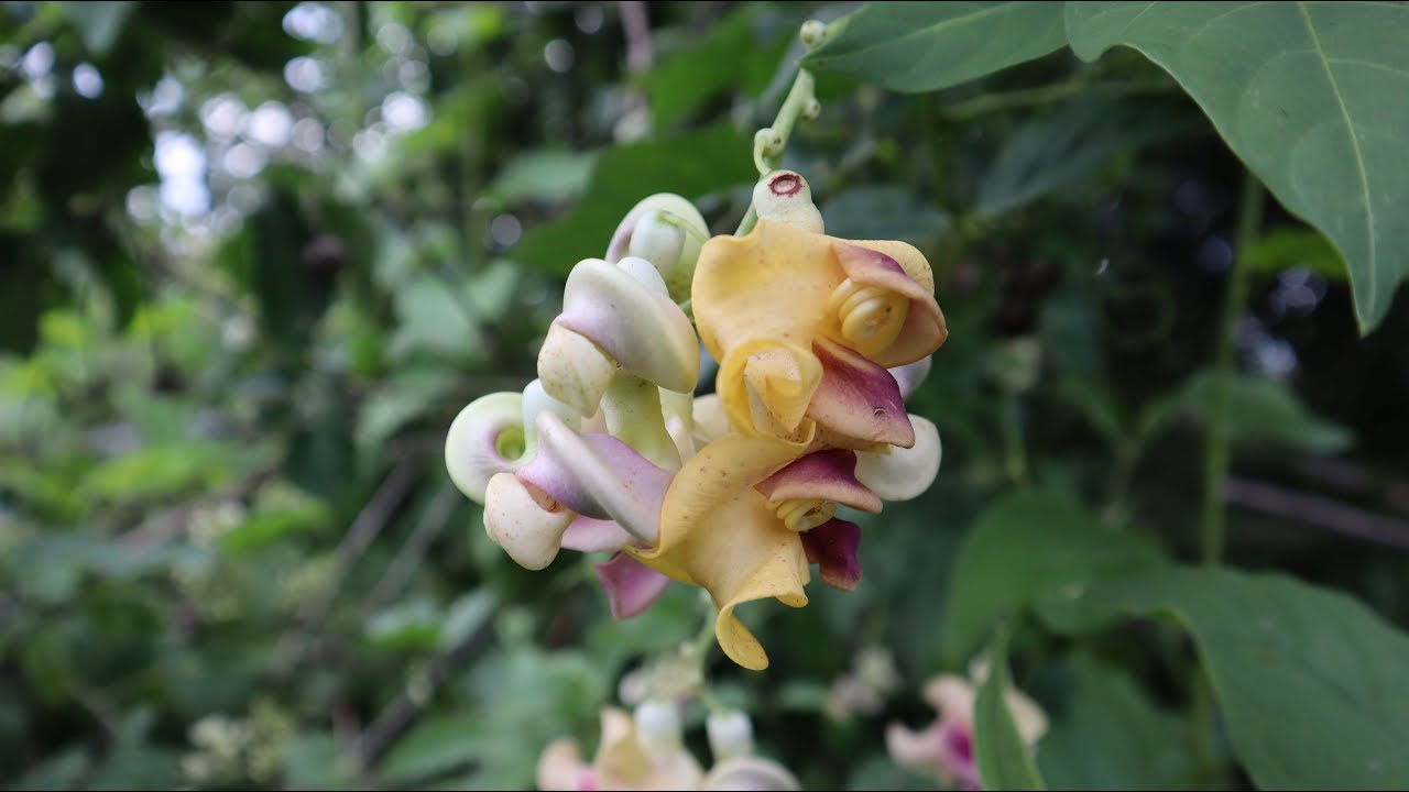 Hablemos de la Flor de Caracol - Tripa de Fraile - Cochliasanthus caracalla - Vigna caracalla/nativa