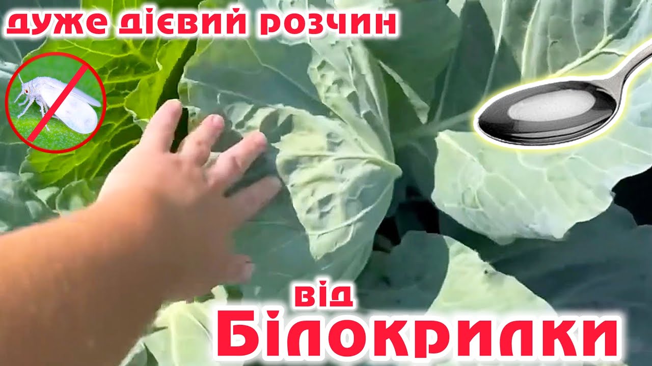 МНЕ ПОМОГ простой раствор‼️Белокрылки нет
