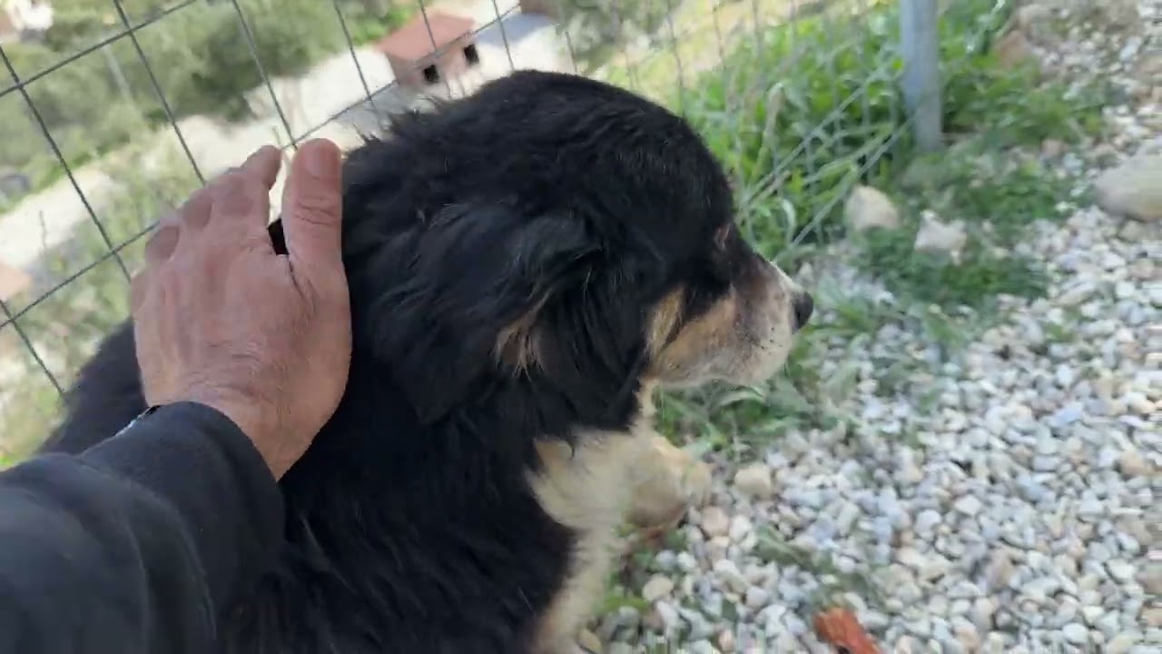 Rodolfo Is Already Walking Better Just a Few Hours Later 😍 A True Fighter- Takis Shelter