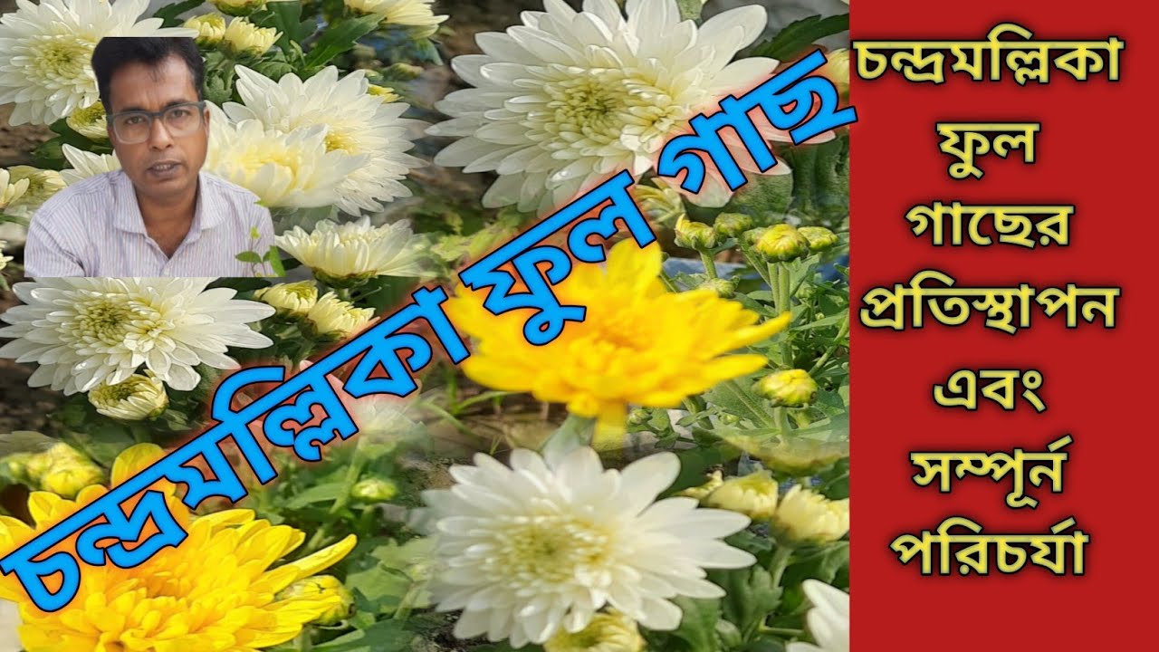 চন্দ্রমল্লিকা ফুল গাছের  প্রতিস্থাপন এবং সম্পূর্ন  পরিচর্যা।Chandramollika plant potting &full care 