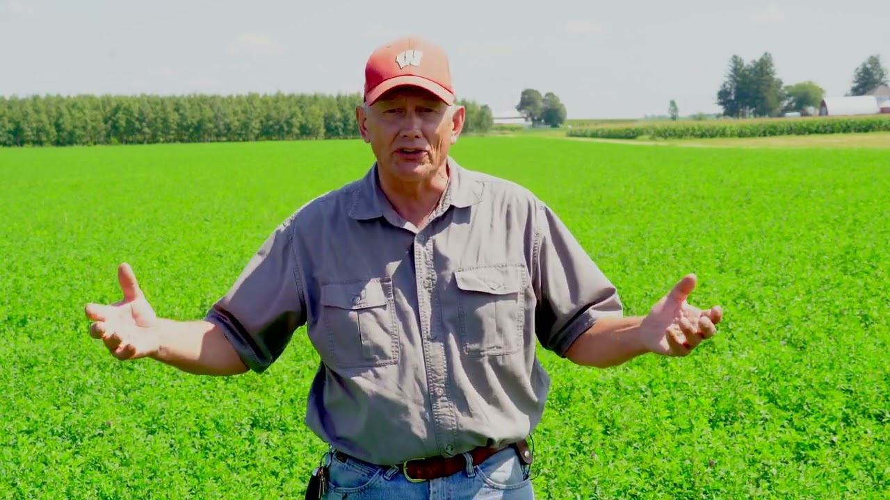 Alfalfa Weevil in Upper Midwest Alfalfa