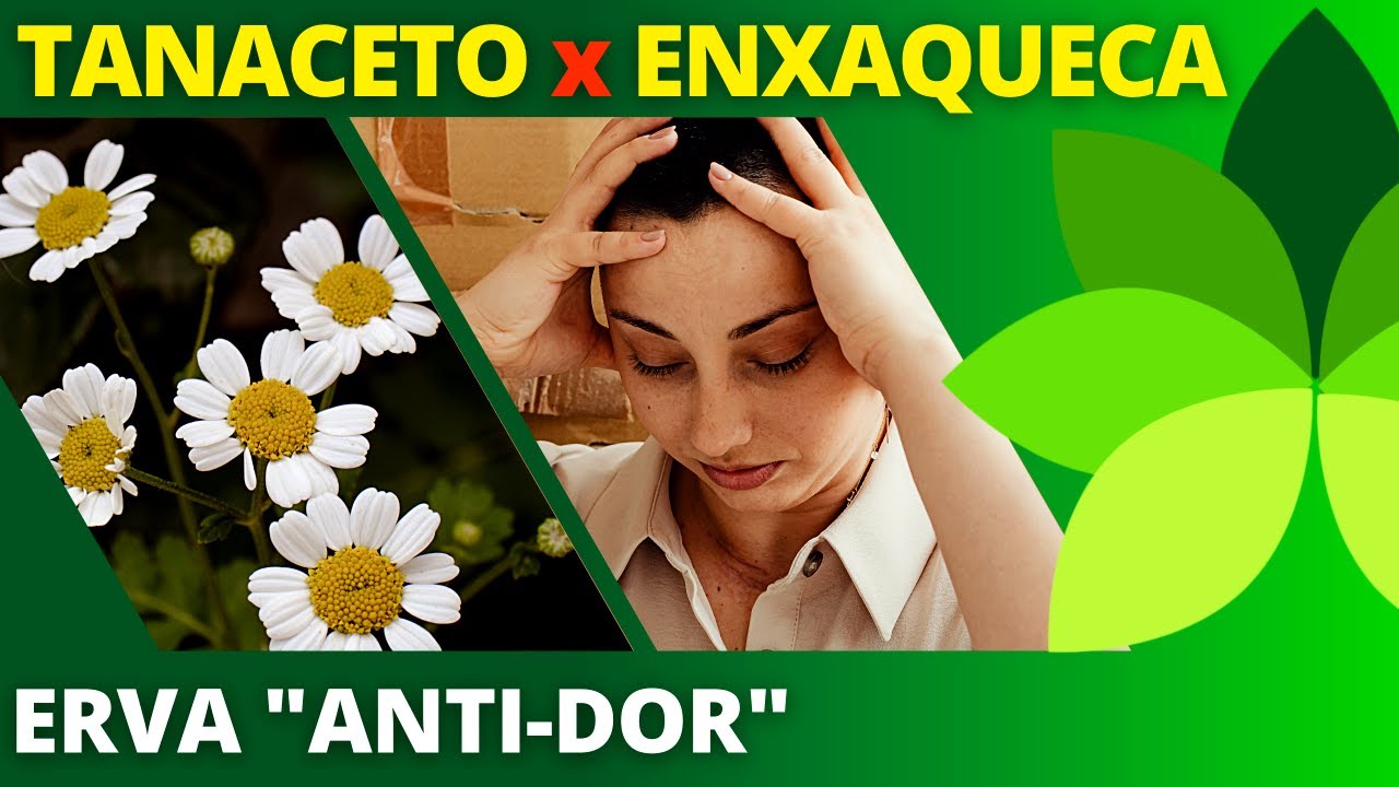 OLGUINHA, ARTEMIJO ou TANACETO e as dores de cabe&ccedil;a, enxaqueca e... | Ervas e Plantas Medicinais