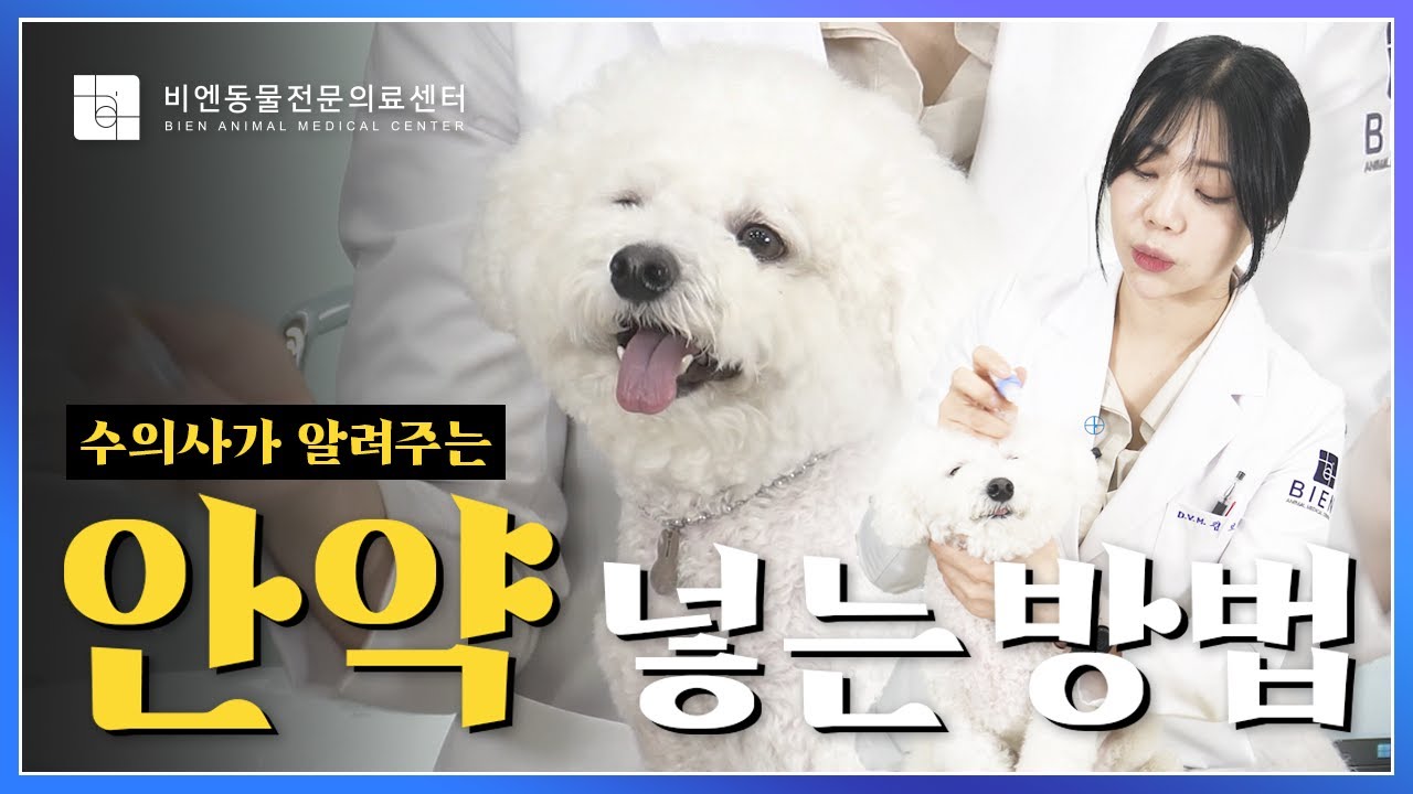 수의사가 알려주는 강아지,고양이 쉽게 안약 넣는 방법! 👀안약 넣는 순서,안약 종류,보관방법까지! [📖비엔반려동물상식]