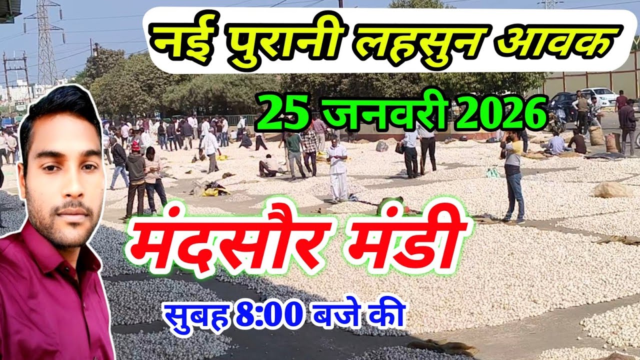 25 जनवरी 2026 मंदसौर मंडी नई और पुरानी लहसुन की आवक आज सुबह 8:00 की | Mandsaur Mandi Lahsun Arrival 