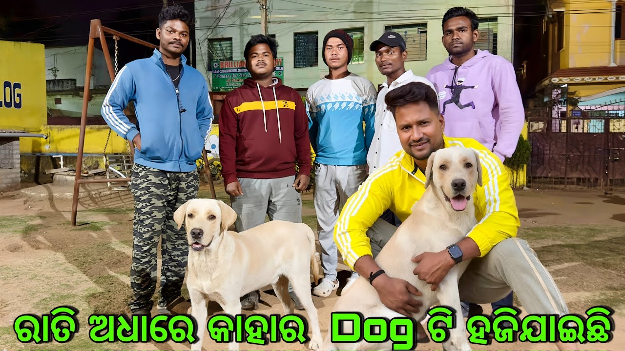 DOG ଟି କାହାର,ରାତି ଅଧାରେ ହଜିଯାଇଛି ମାଲିକ କିଏ😭? LABRADOR DOG || PET RESCUE ODISHA | @JAPUARABPETVLOG 
