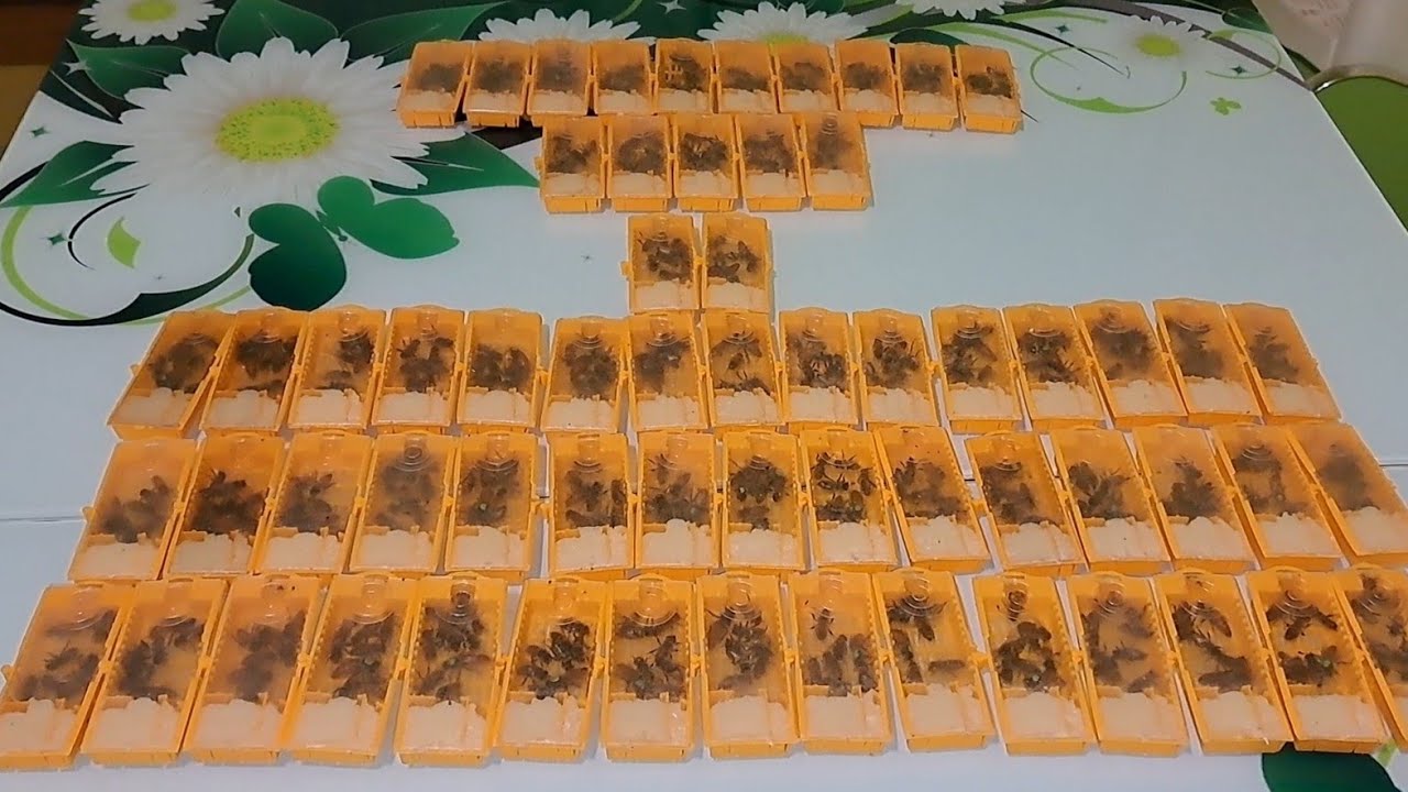 Recoltarea primei serii de regine