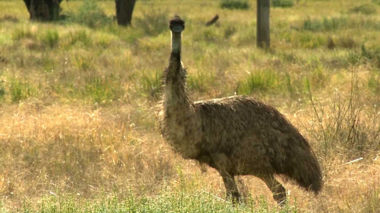 Emus - with Dr. Dave