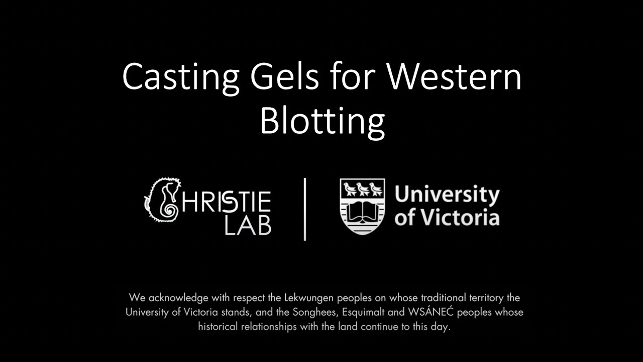 Gel Casting Protocol for Western Blotting