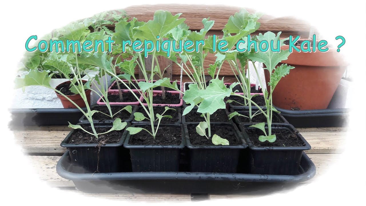 Repiquage du chou Kale - Monjardindansleslandes
