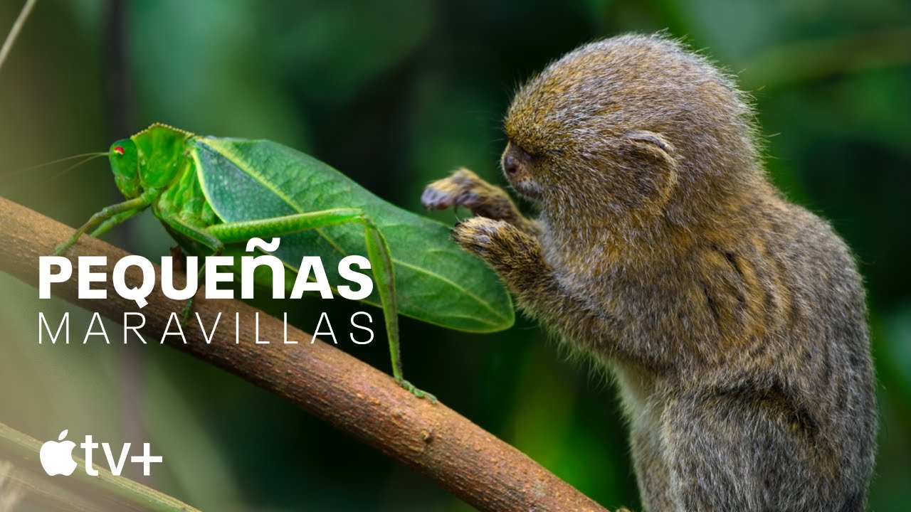 Pequeñas maravillas — Tráiler oficial | Apple TV+