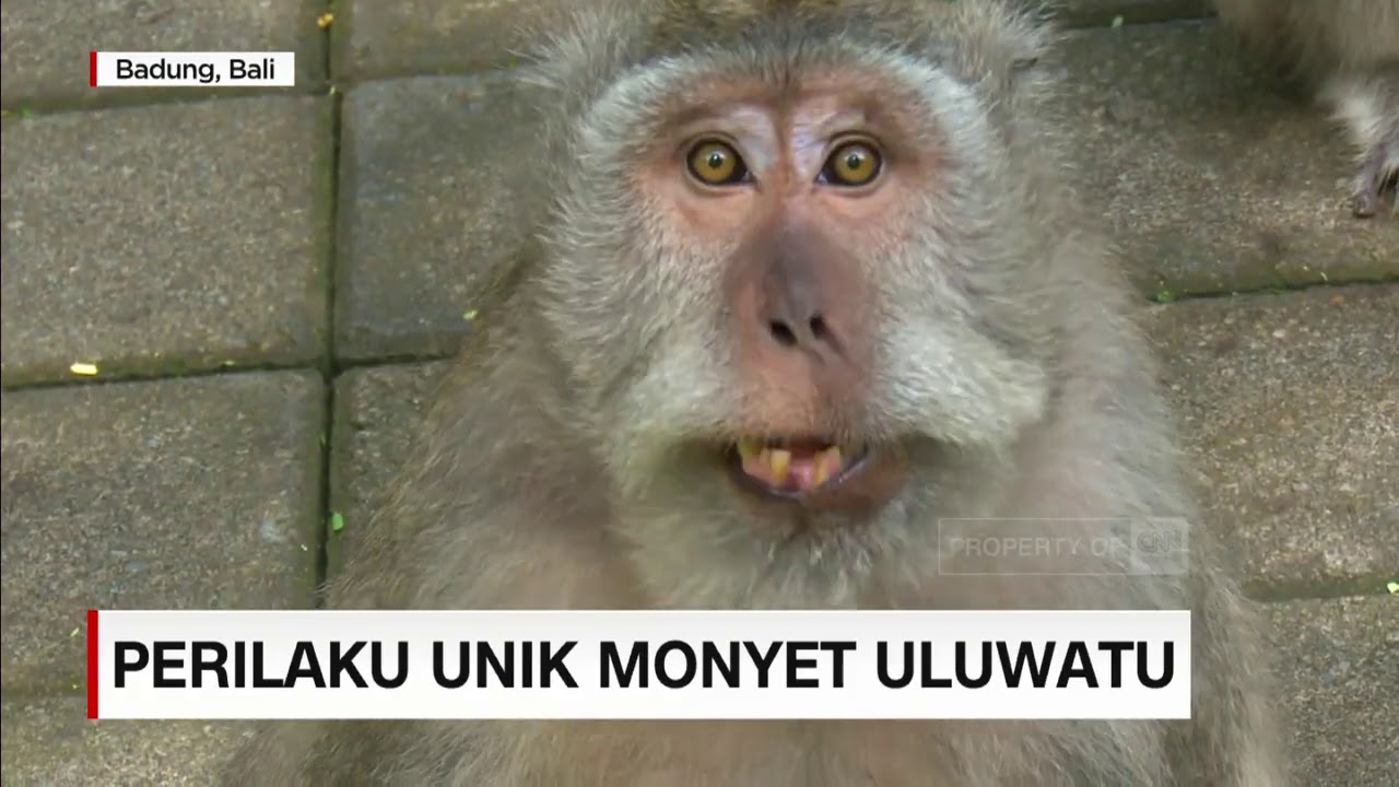 Perilaku Unik Monyet Uluwatu