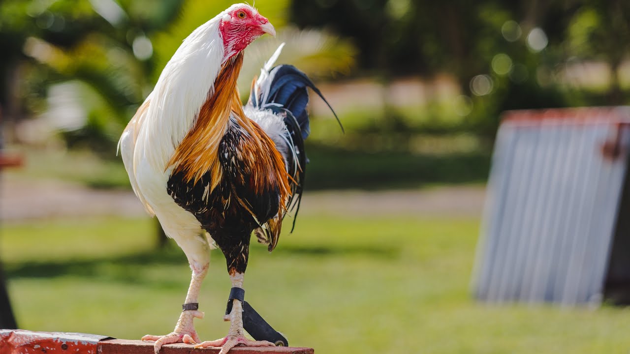 HalfSider de Granja Greer
