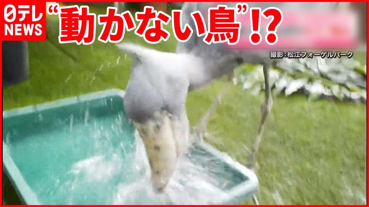 【ハシビロコウ】「動かない鳥」のはずが…“水ガブ飲み”…そして“こぼし過ぎ”