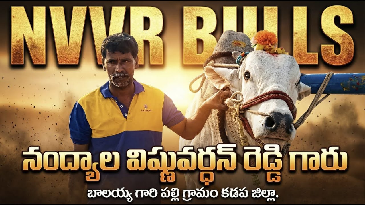 🚩9/2/26నీలిపల్లి ఓల్డ్ కేటగిరి 2దేవస్థానం 3జత Nvvr bulls+లింగారెడ్డి శ్రీకాంత్ రెడ్డి