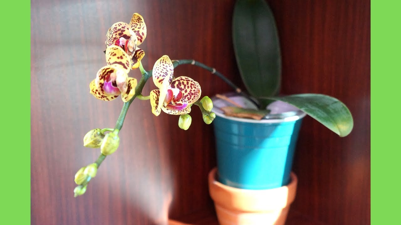 My Orchid Tips on Water Culture | Orchid Care Tips | Phalaenopsis Golden Leopard