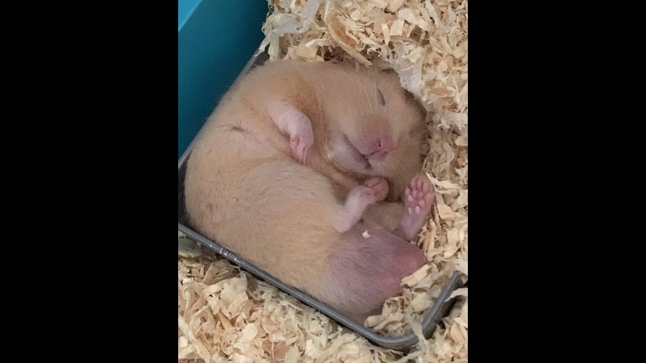 WHY DO HAMSTERS SLEEP IN WEIRDEST POSITIONS & PLACES 😅 #hamsters