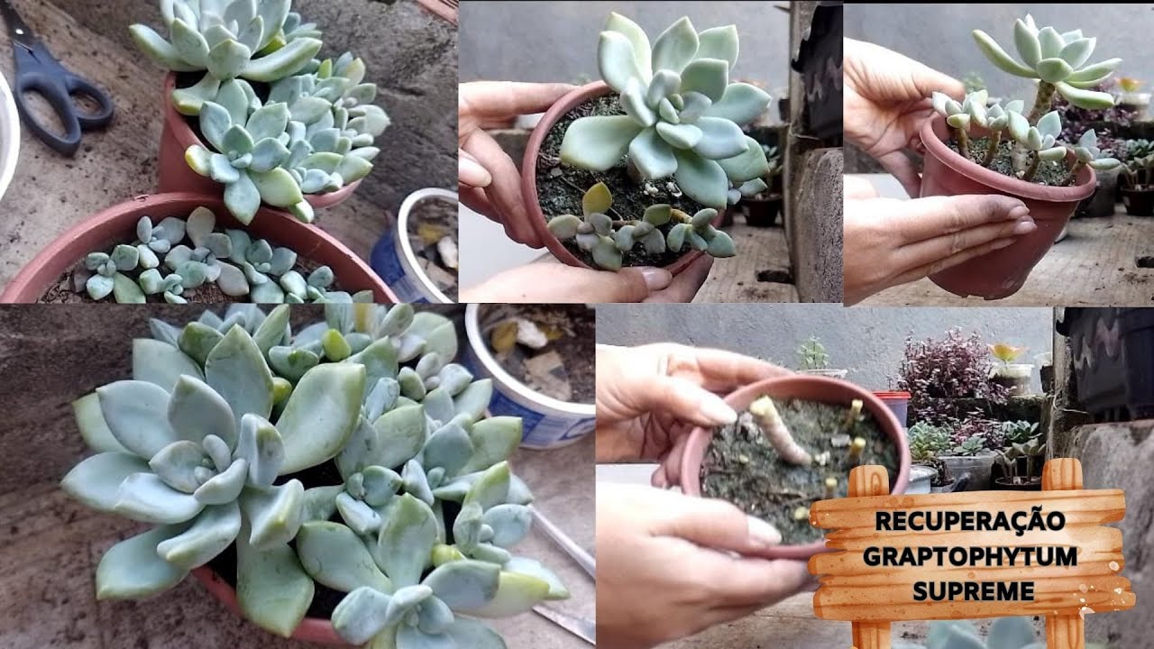 GRAPTOPHYTUM SUPREME Recupera&ccedil;&atilde;o ap&oacute;s estiolamento, replante e decapta&ccedil;&atilde;o.