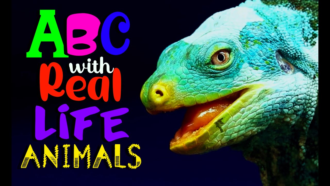 REAL ANIMAL ALPHABET ABC phonics of animals