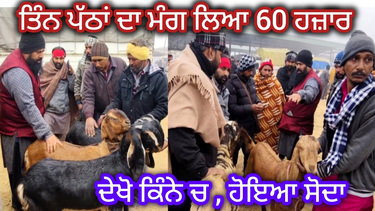 ਤਿੰਨ ਪੱਠਾਂ ਦਾ ਮੰਗ ਲਿਆ 60 ਹਜ਼ਾਰ Maur Bakra Mandi #live_sauda #goatfarm #rajudirba #najir #bakramandi 