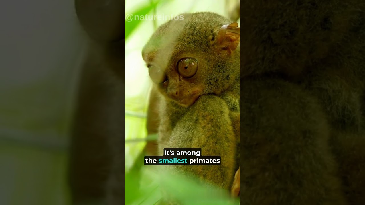 Incredible Night Vision: The Enigmatic World of Tarsiers #shorts #tarsier #animals #animal