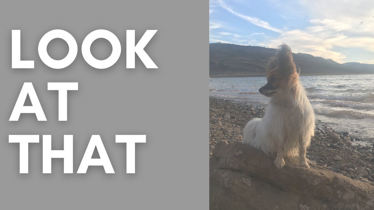 Teach Your Dog the Look At That Game - Dog Training Foundations