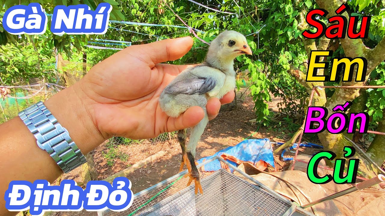 Định Đỏ Nhận 6 Em Gà Nhí Mà 4 Củ Khoai Có Chát Quá Không ? / Định Đỏ
