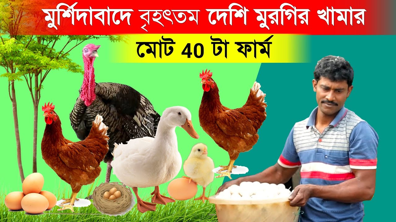 মুর্শিদাবাদে বৃহত্তম দেশি মুরগির খামার | Desi Murgi Farming | Local Murgi Farm | Desi Poultry farm