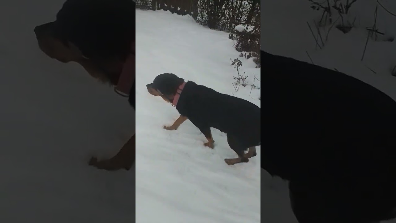 Kasti & Marley im Schnee