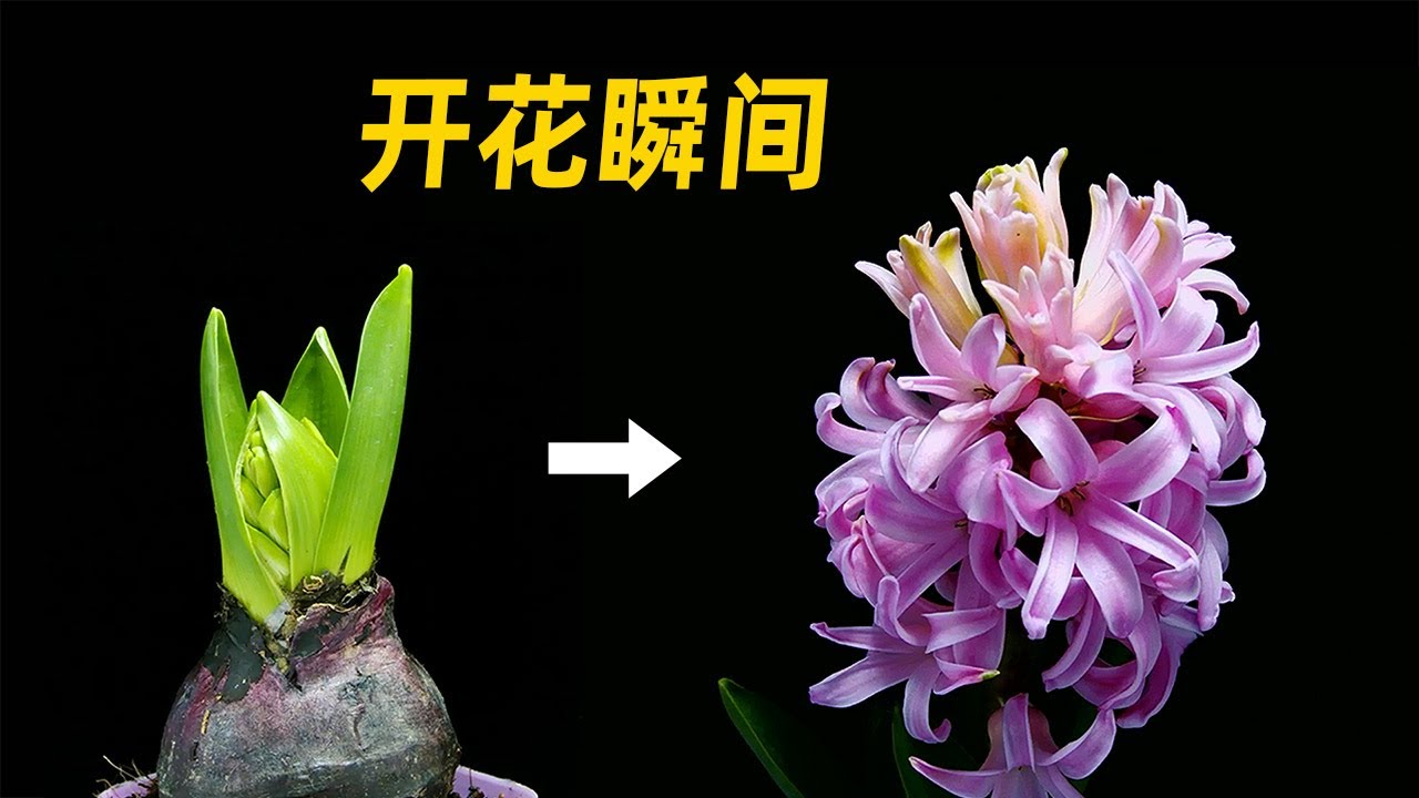 30天 风信子开花过程 两支花剑连着开 Flowering process of hyacinth in 30 days