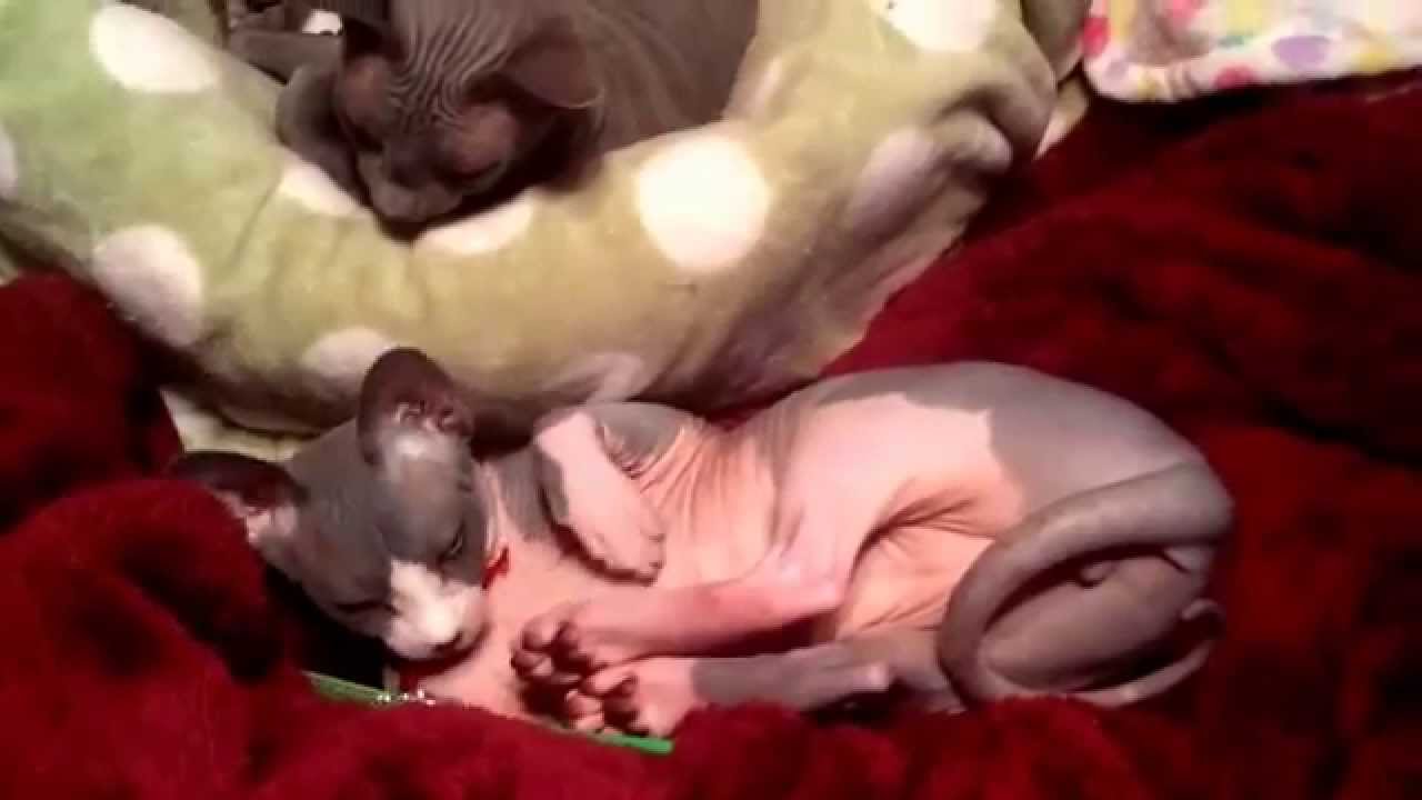Warning: Extreme Cuteness Overload!