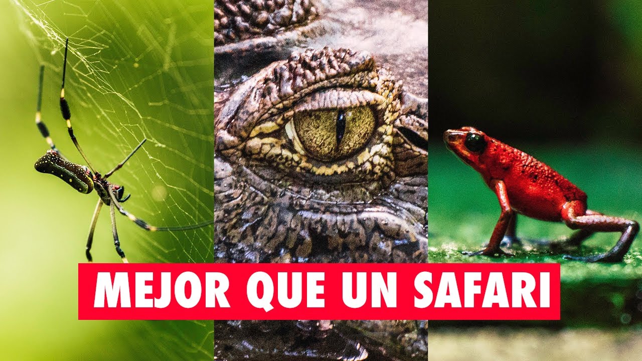 Fotografío ANIMALES EXÓTICOS en TORTUGUERO  🐊 (Sólo puedes llegar navegando un río!!)