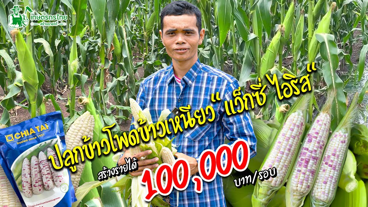 ข้าวโพดข้าวเหนียว 