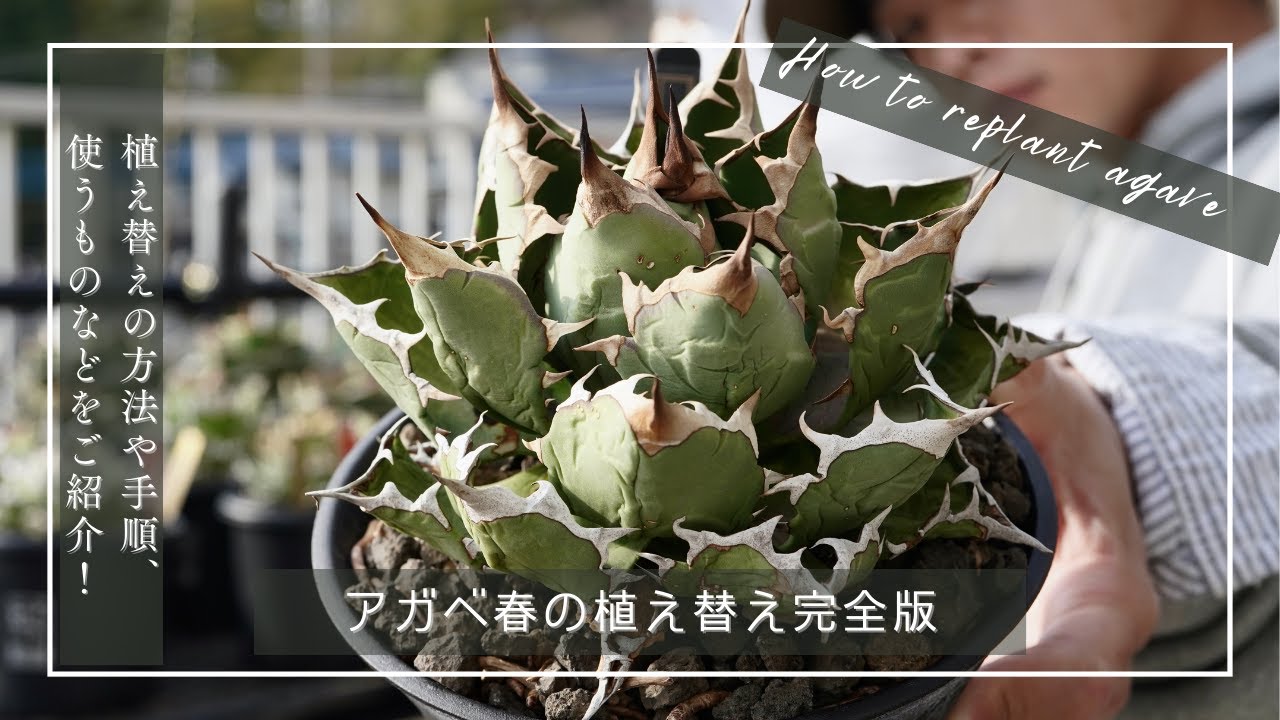 【アガベ春の植え替え完全版】植え替えの方法や手順、使う物などをご紹介