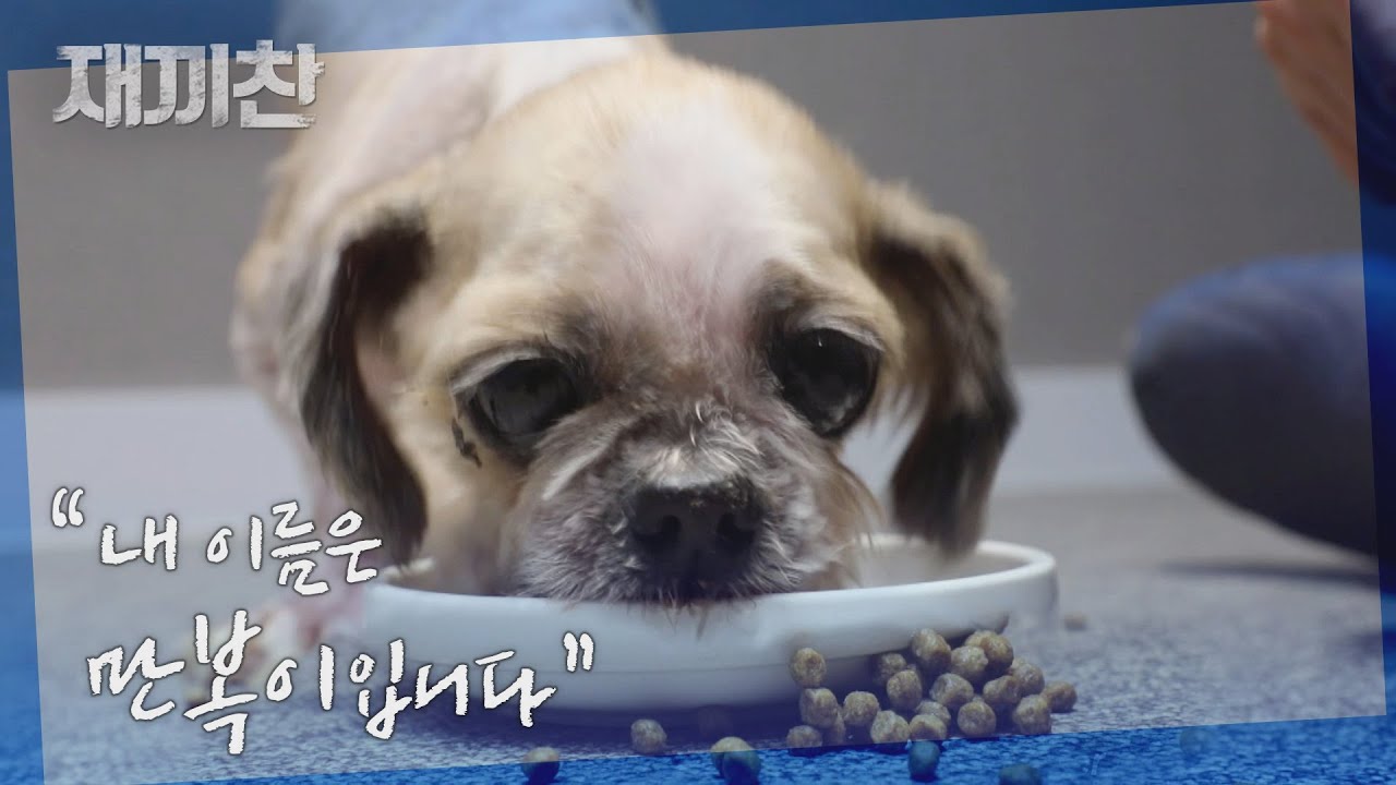 아무리 배가 고파도 밥을 마음껏 먹을 수 없는 강아지 만복이