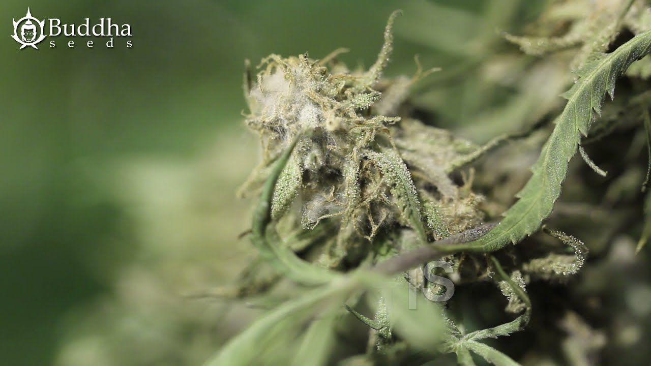 BOTRYTIS EN EL CANNABIS