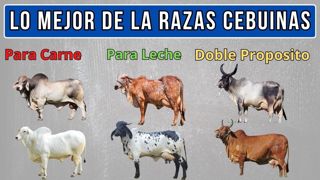 Lo mejor de las razas cebuinas en sus tres categor&iacute;as: Carne, Leche Y doble Prop&oacute;sito.